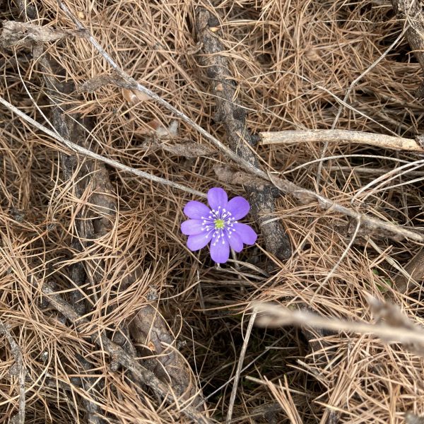 À fleur d'eau @Anaïs Enon